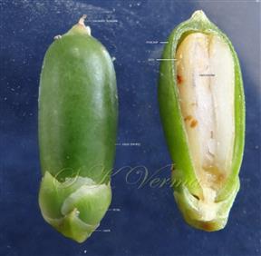  Fruit V.S.